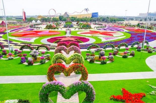 Spectacular view of flowers inside Dubai Miracle Garden Dubai Miracle Garden