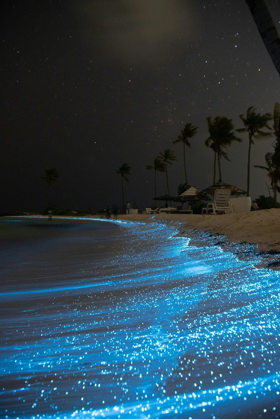 https://i0.wp.com/classytravelguides.com/wp-content/uploads/2025/02/Bioluminescence.webp?fit=935%2C1400&ssl=1