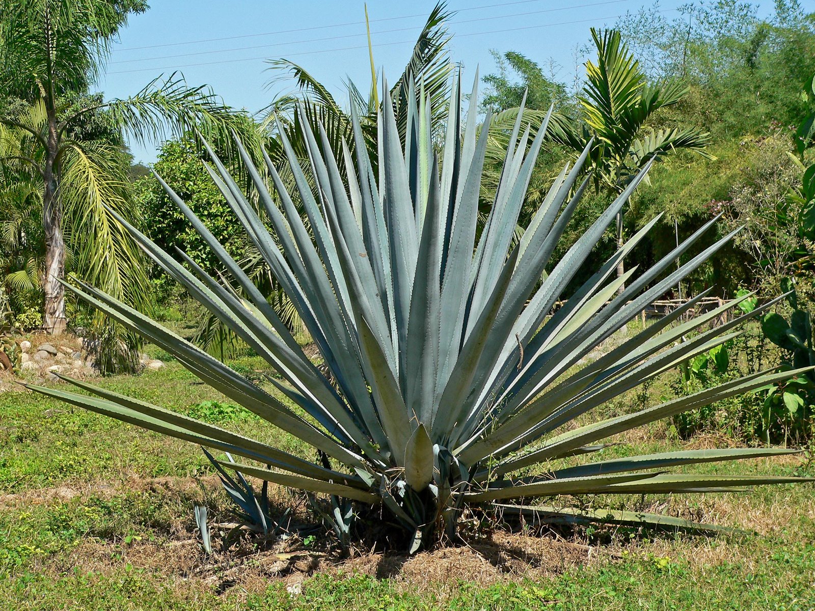 https://upload.wikimedia.org/wikipedia/commons/1/16/Agave_tequilana_1.jpg